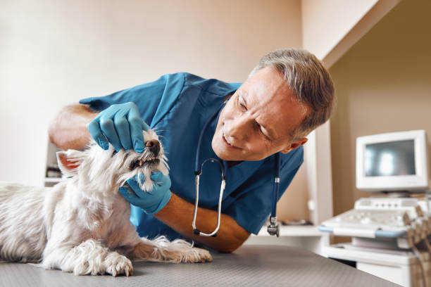 Best Emergency Root Canal Therapy in Columbus Junction, IA